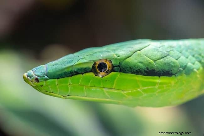 8 significations spirituelles des serpents dans les rêves :est-ce de la chance ?