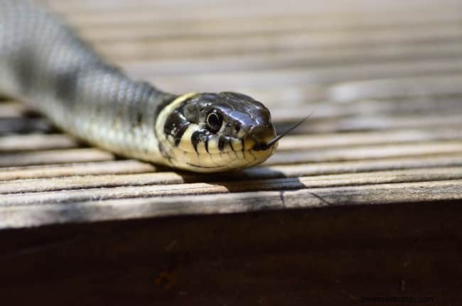 8 Åndelige betydninger af slanger i drømme:er det held og lykke?