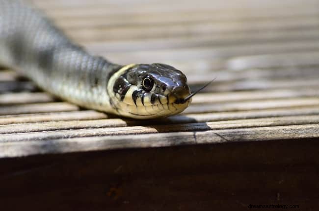 8 significations spirituelles des serpents dans les rêves :est-ce de la chance ?