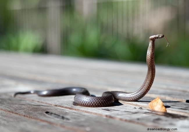 8 significations spirituelles des serpents dans les rêves :est-ce de la chance ?