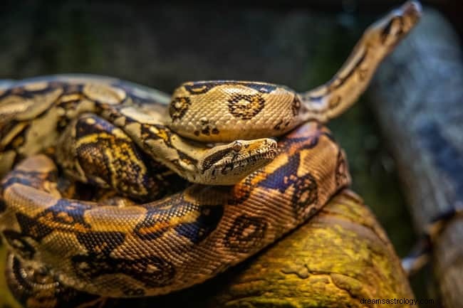 8 significados espirituais de cobras em sonhos:é boa sorte?