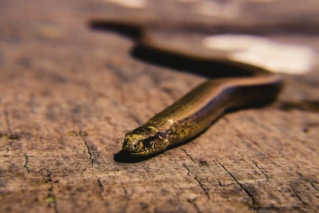 8 significations spirituelles des serpents dans les rêves :est-ce de la chance ?