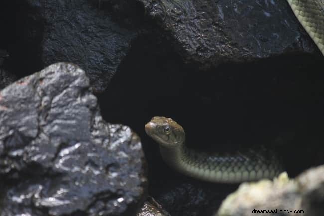 8 spirituele betekenissen van slangen in dromen:is het geluk?