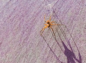 11 duchovních významů pavouků ve snech:Je to špatné znamení?