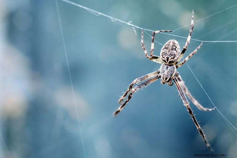 11 Andliga betydelser av spindlar i drömmar:Det är ett dåligt tecken?
