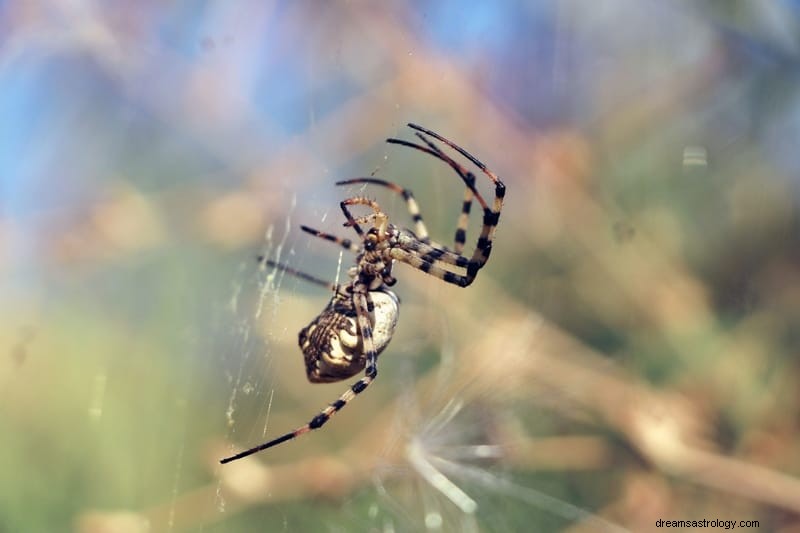 11 duchovních významů pavouků ve snech:Je to špatné znamení?