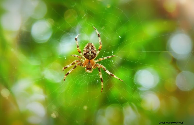 11 spirituele betekenissen van spinnen in dromen:het is een slecht teken?