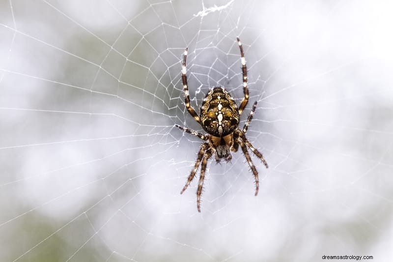 11 significados espirituais das aranhas nos sonhos:é um mau sinal?