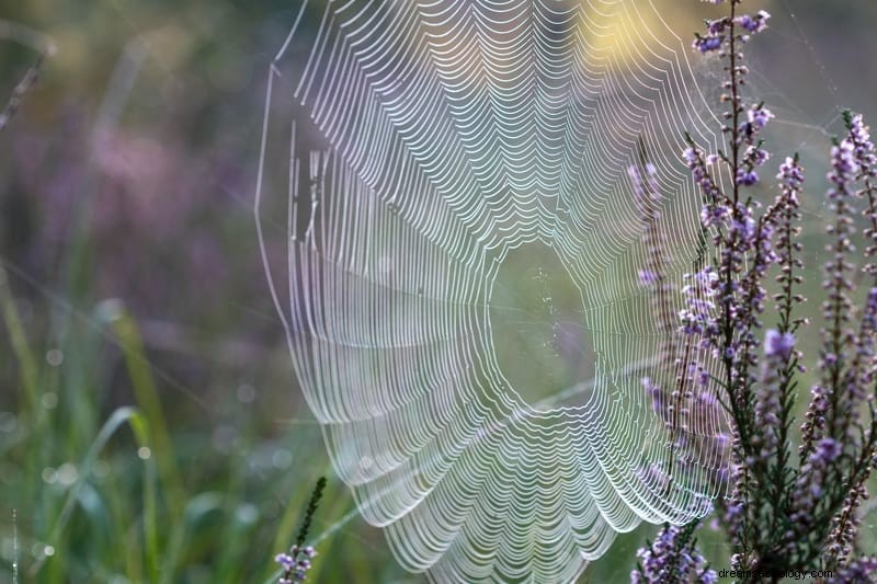 11 Andliga betydelser av spindlar i drömmar:Det är ett dåligt tecken?