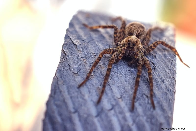 11 åndelige betydninger af edderkopper i drømme:Det er et dårligt tegn?