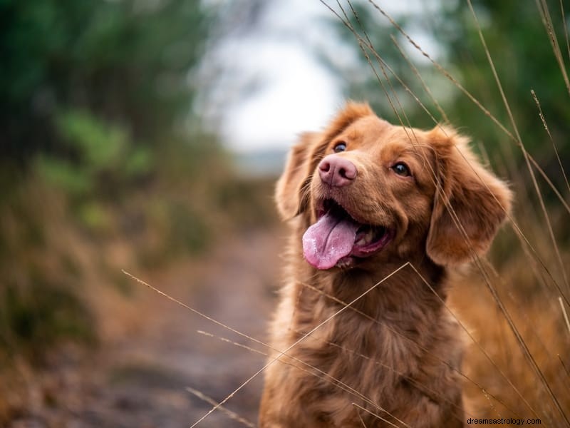 11 spirituelle Bedeutungen eines Hundeangriffs in Traum und Realität