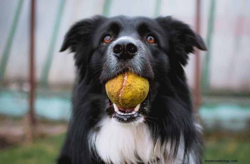 11 significati spirituali di un attacco di cane in un sogno e nella realtà