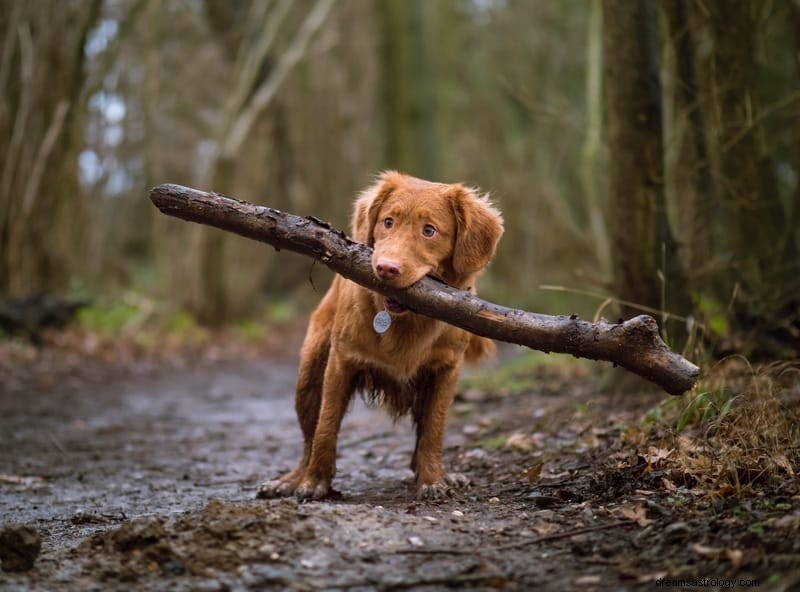 11 significati spirituali di un attacco di cane in un sogno e nella realtà