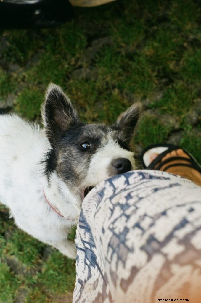 11 andliga betydelser av en hundattack i en dröm och verklighet