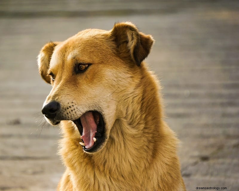 11 spirituelle Bedeutungen eines Hundeangriffs in Traum und Realität