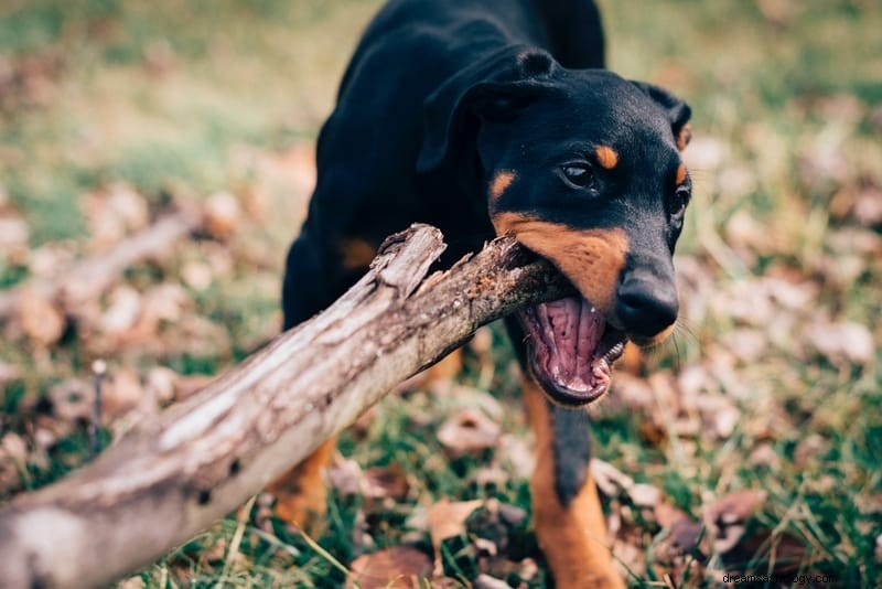 11 spirituelle Bedeutungen eines Hundeangriffs in Traum und Realität