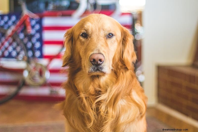 11 significations spirituelles d une attaque de chien dans un rêve et dans la réalité