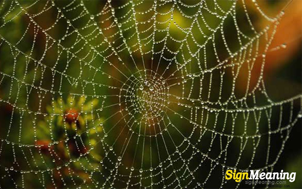 Szczegółowe wyjaśnienie marzeń o pająkach