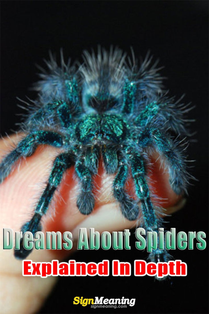 Drömmar om spindlar förklarade på djupet