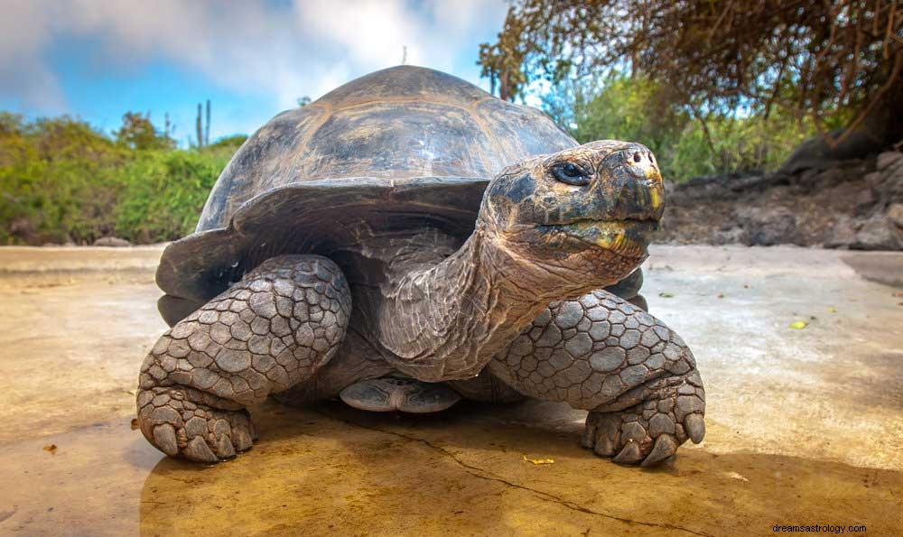 Interessante betydninger bag drømme om skildpadder