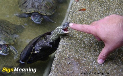 Interessante betekenissen achter dromen over schildpadden