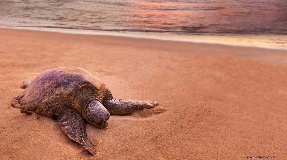 Interessante betydninger bag drømme om skildpadder