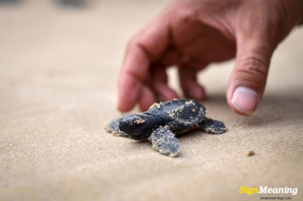 Interessante Bedeutungen hinter Träumen von Schildkröten