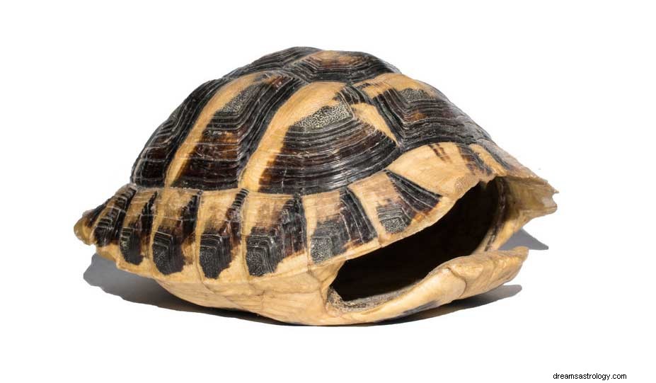 Interessante Bedeutungen hinter Träumen von Schildkröten