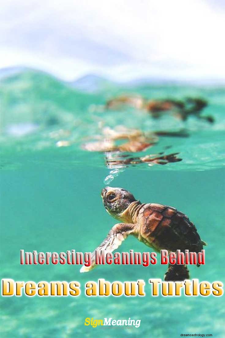 Interessante Bedeutungen hinter Träumen von Schildkröten
