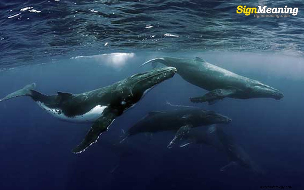 Cosa significano i sogni sulle balene?