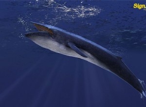 Co znamenají sny o velrybách?
