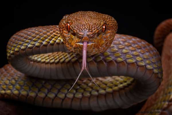 Meilleures interprétations des rêves de serpents