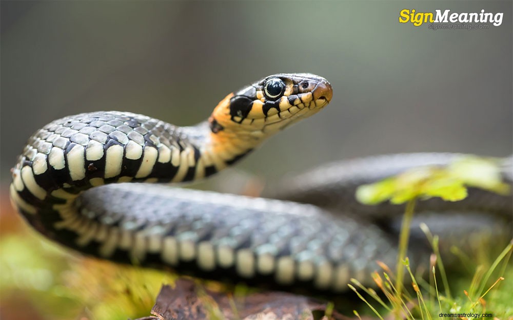 Meilleures interprétations des rêves de serpents