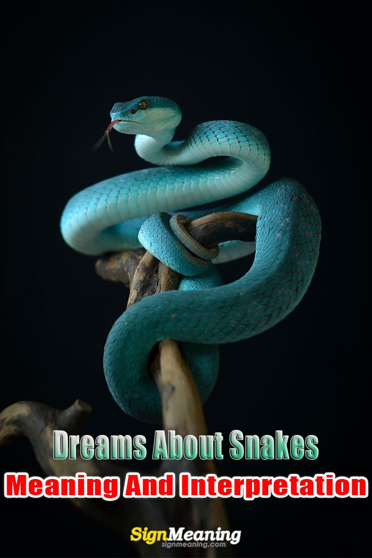 Belangrijkste interpretaties van dromen over slangen