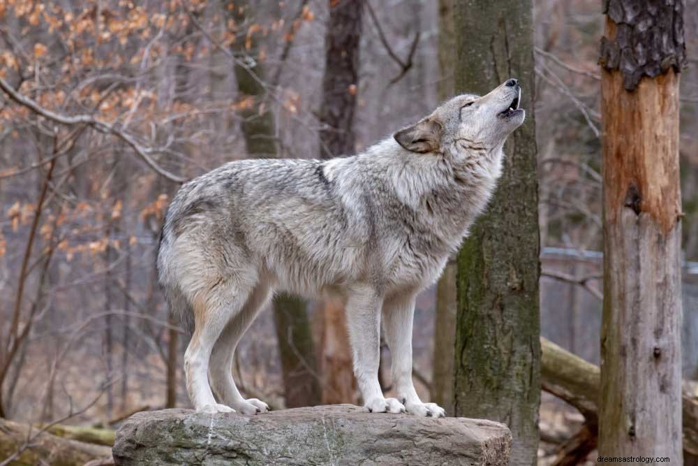 Träume über Wölfe – Bedeutung und Interpretation