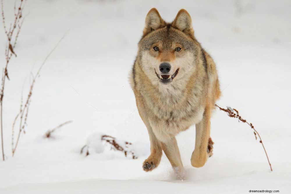 Rêves de loups – Signification et interprétation