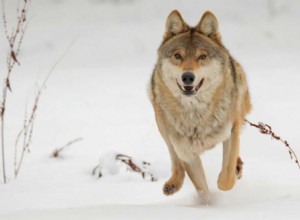 Rêves de loups – Signification et interprétation
