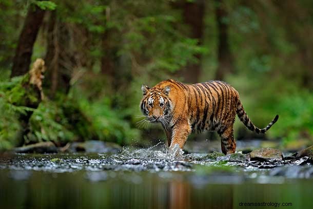 Sny o tygrysach – znaczenie i interpretacja