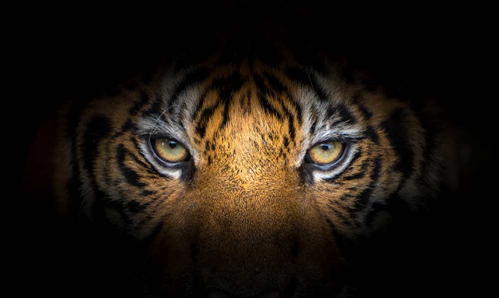 Drømme om tigre – betydning og fortolkning