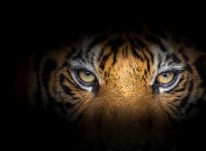 Sueños con tigres:significado e interpretación