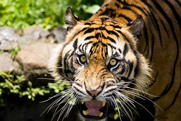 Mimpi tentang Harimau – Arti Dan Tafsirnya