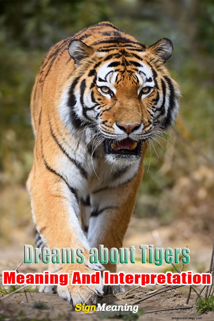 Drömmar om tigrar – mening och tolkning