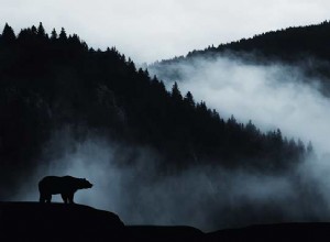 Sueños con osos:significado, interpretación y símbolo