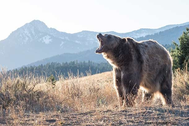 Mimpi Tentang Beruang – Arti, Tafsir &Simbol