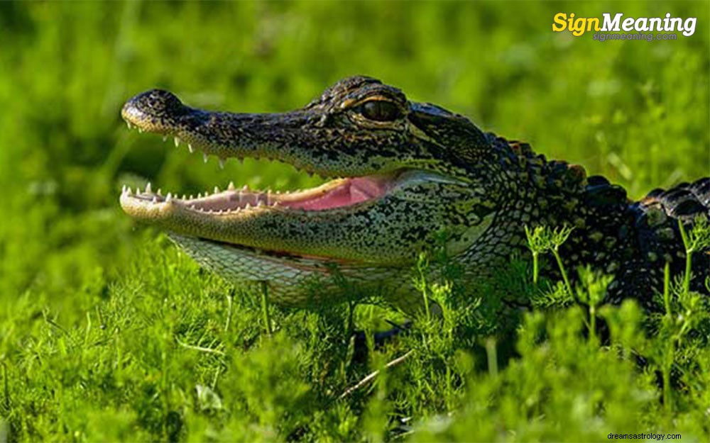 Rêves d alligators - Signification et interprétation