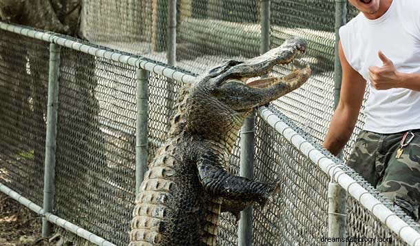 Drømmer om alligatorer – mening og tolkning
