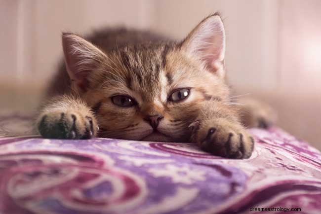 Τι σημαίνει όταν ονειρεύεστε γατάκια 