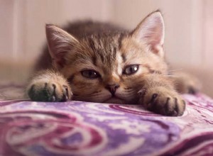 子猫の夢を見る意味とは？ 