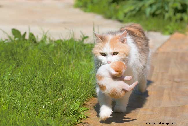 Hva betyr det når du drømmer om kattunger 