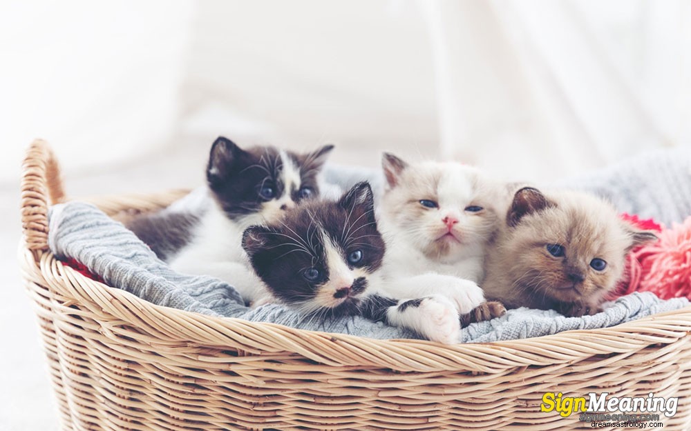 Wat betekent het als je over kittens droomt? 